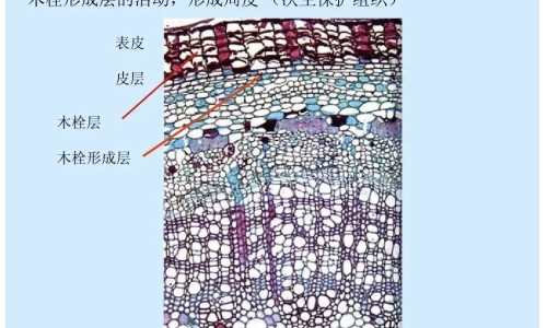 脂康灵胶囊的药用功效网-分享脂康胶囊的功效与作用，脂康片的作用知识库